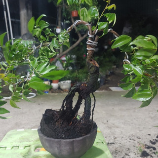 Khế Nhật bonsai Siêu trái