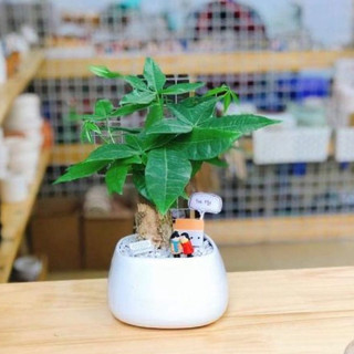 Kim ngân MIX CHẬU để bàn
