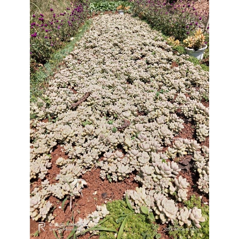 Sen đá bụi thụ