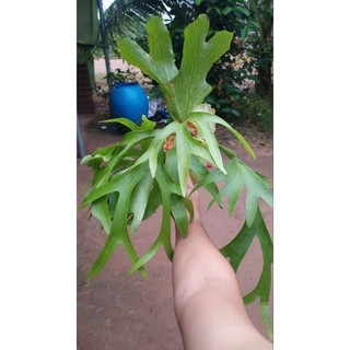 Cây ổ rồng cỡ trung
