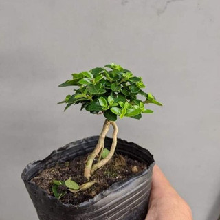 Sam hương INDO dáng QUÁI siêu mini