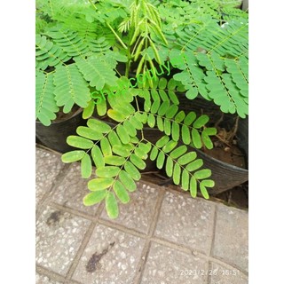 Cây con hoa phượng đỏ ( hoa học trò)