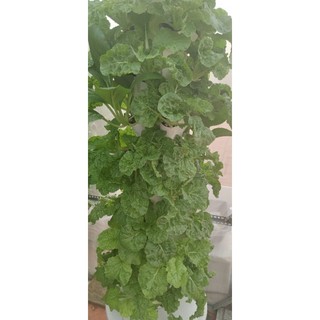 Dung dịch hữu cơ thế hệ mới