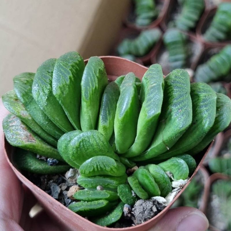 Haworthia Truncata - Sen đá quạt ngọc mọng nước