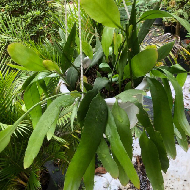 Quỳnh thái hoa trắng