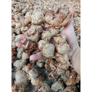 củ xá kén (sa khương, gừng cát) tươi 1kg KHÔNG LẪN NON