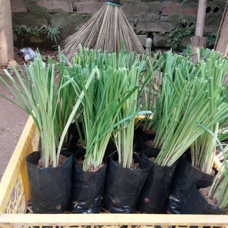 Bầu giống cây mạch môn