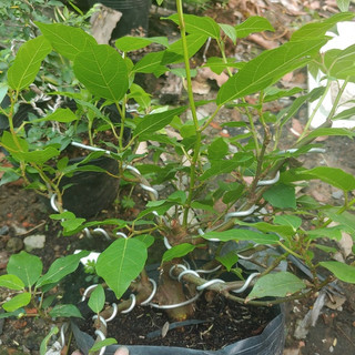 Cây sung bonsai SIÊU TRÁI