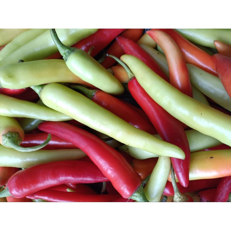 Ớt sừng Huế ớt Ba Tri ớt bống