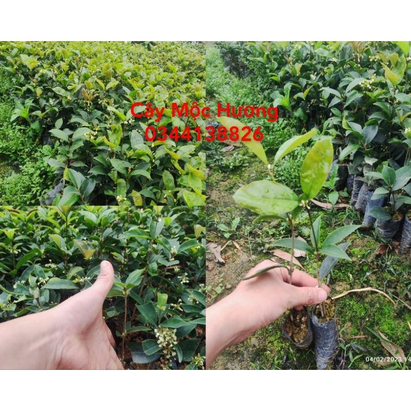 Cây giống Đàn Hương, Mộc Hương, Pơ Mu, Tường Vi, Bàng Đài Loan, Cọ Trơn, Chà Là, Giáng Hương, Nhội.