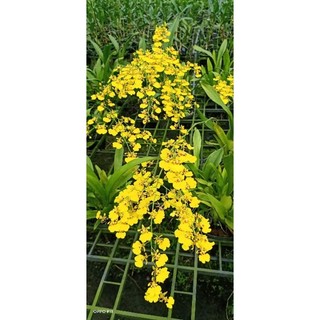 Hoa lan vũ nữ Damsay ( Ramsey) vàng (Size Lớn)