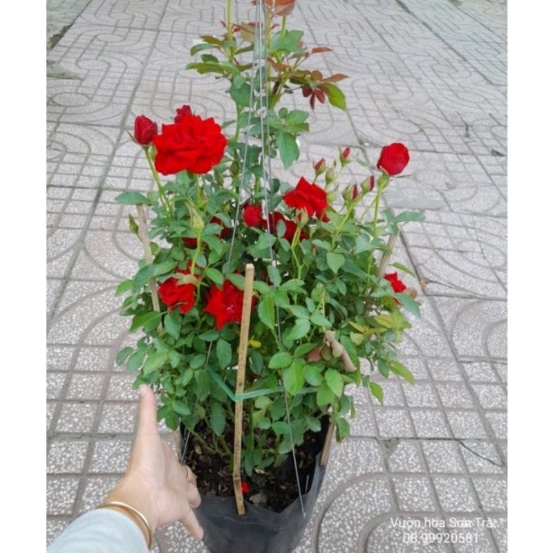 Cây HỒNG NHUNG ĐỎ siêu bông, thơm nhẹ, đang hoa.