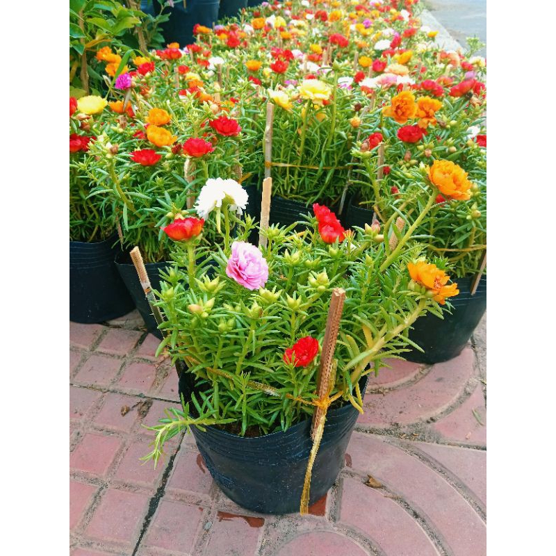 Hoa Mười Giờ hoa 10 giờ