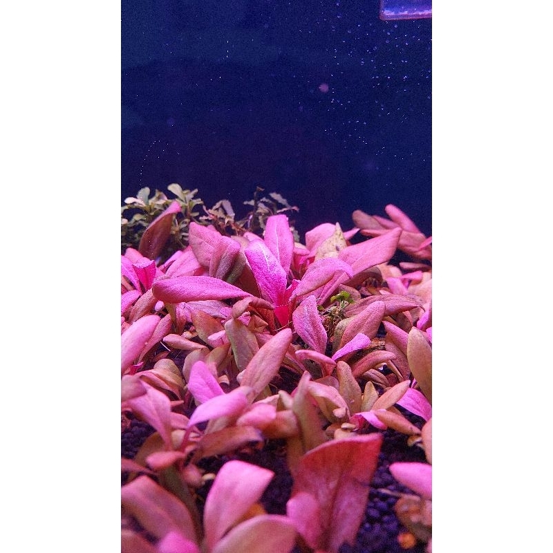 Cây Cải Đỏ Thủy Sinh Lá Nước .