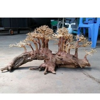 Cây gỗ lũa bonsai kiểu đồi cây [Phần đế bằng gỗ, phần thân có nhiều rể rủ, hang hốc. có 2 loại tán]