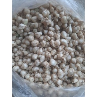 1kg hành tăm xứ nghệ đầu mùa củ to