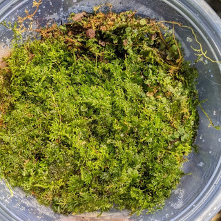 Rêu trác bá, Rêu, Bán cạn, tiểu cảnh, trang trí bán cạn, Terrarium, Công Trình