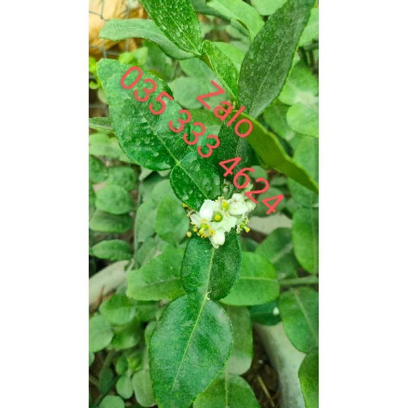 Combo 4 cây chúc  79k cây cao 20cm