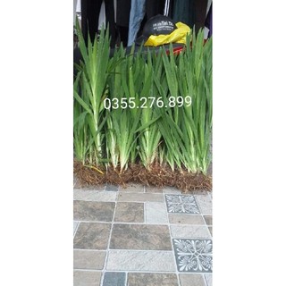 Combo 5 cây giống rẻ quạt khỏe