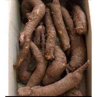 1kg củ gai tươi, củ gai khô an thai cho bà bầu