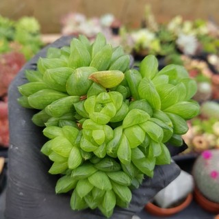 sen đá haworthia các loại