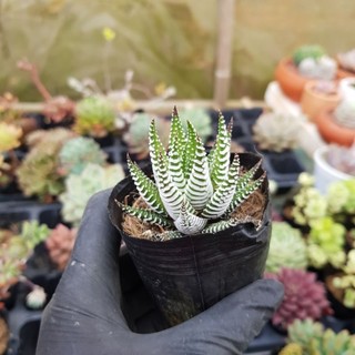sen đá haworthia các loại