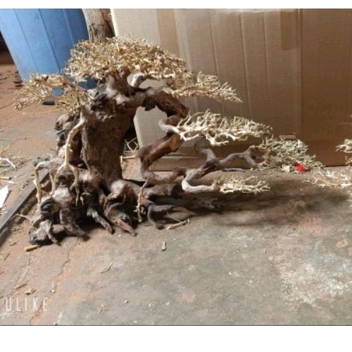 Cây gỗ Lũa Bonsai cho hồ cá, hồ thủy sinh kích thước lớn
