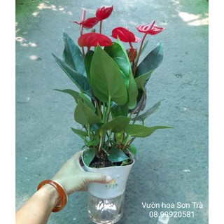 (VHST - GIAO TP.HCM 1-5H) HỒNG MÔN ĐỎ thủy sinh.