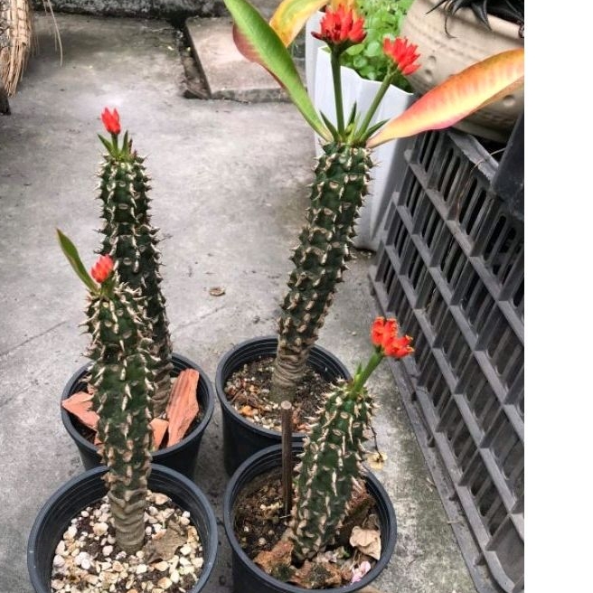 Xương rồng euphoria hoa đỏ