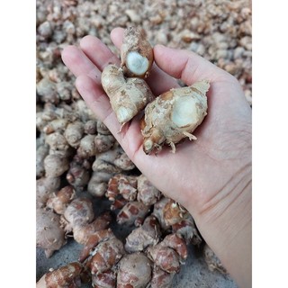 củ xá kén (sa khương, gừng cát) tươi 1kg KHÔNG LẪN NON