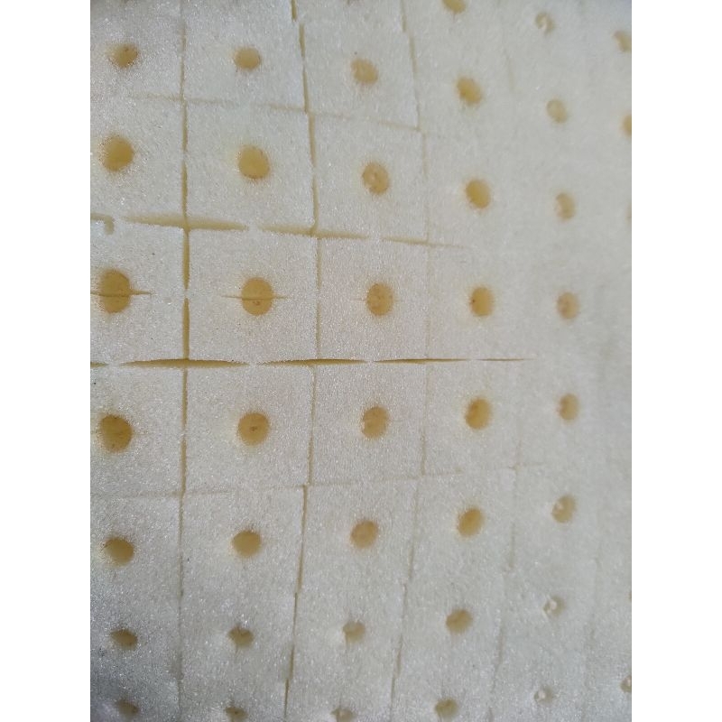 💥  Mút ươm Thủy Canh