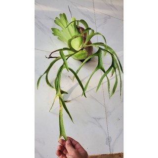 Cây ổ rồng cỡ trung