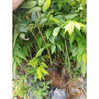 Cây giống Sưa Đỏ, Xưa Đỏ (mua 10 tặng1)