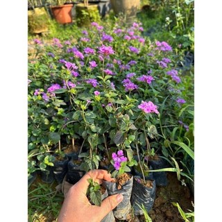 Hoa ngũ sắc rủ (cây giống)