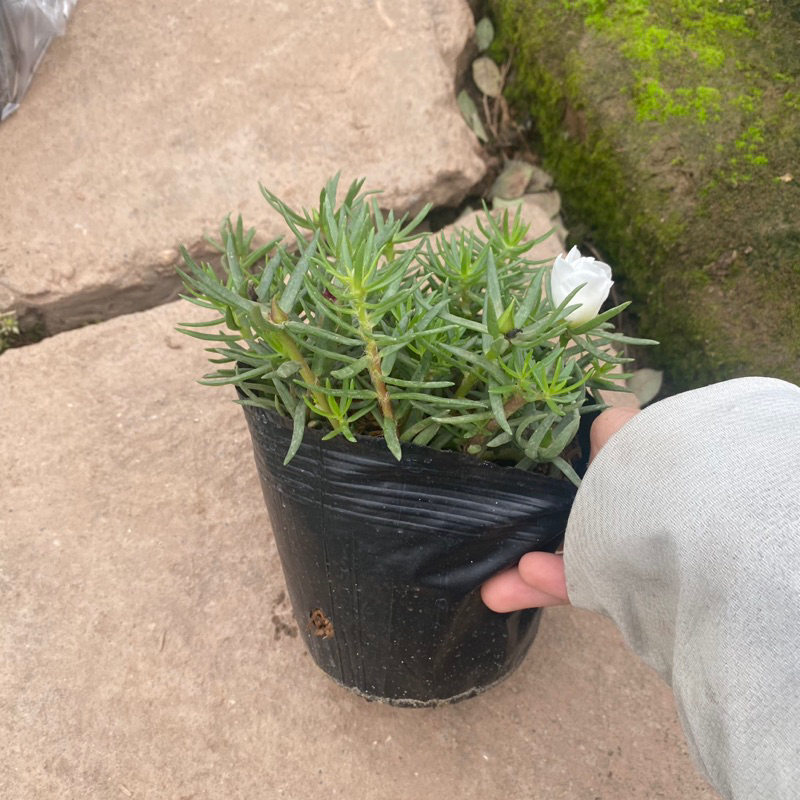 Cây hoa mười giờ mỹ , hoa 10h mỹ đơn đang có nụ và hoa