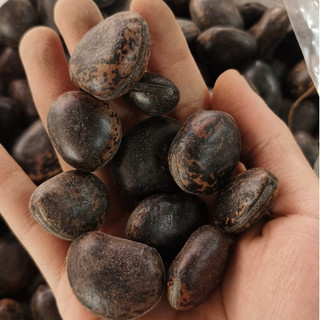 Hạt Đậu Lào, Hạt Hút Nọc Độc (500gram) - Đặc Sản 27