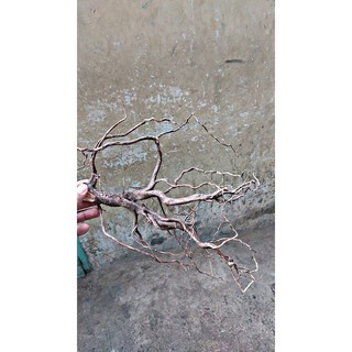 lũa rễ rừng (100g / 25k)