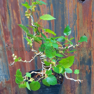 Cây dâu tằm bonsai SIÊU TRÁI