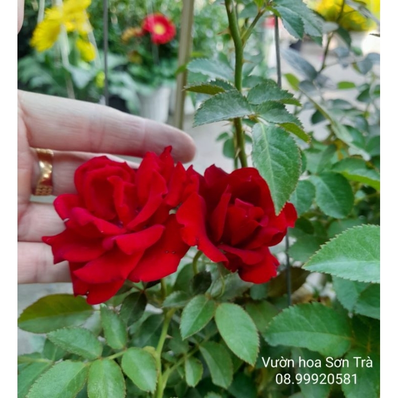Cây HỒNG NHUNG ĐỎ siêu bông, thơm nhẹ, đang hoa.