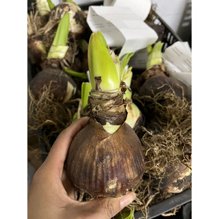 Củ hoa Lan huệ kép Harlequin( chuẩn màu)