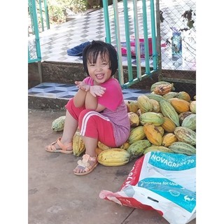 trái ca cao tươi (1kg)