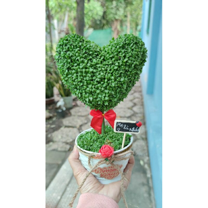 Cây may mắn trái tim cây thật