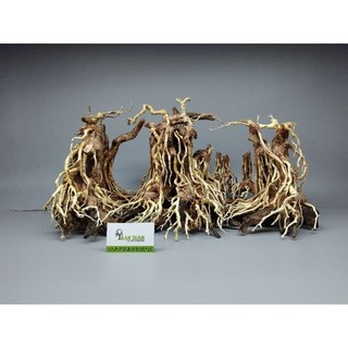 lũa gỗ Bonsai cho hồ cá, hồ thủy sinh dạng Layout