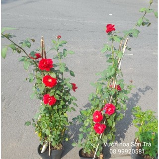 (VHST giao TP.HCM trong ngày) CÂY HOA HỒNG CỔ HẢI PHÒNG, leo, siêu thơm.