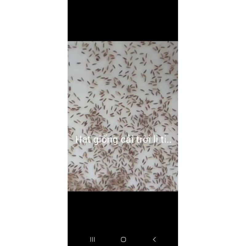 300 Hạt Giống rau cải trời