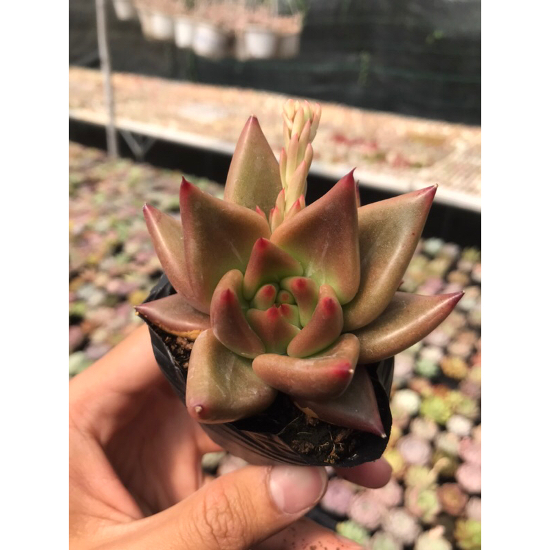 Sen đá Đế Vuốt Nâu Size Bầu