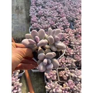 sen đá sỏi hồng