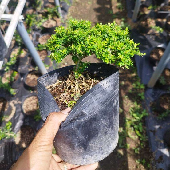 Bonsai mini linh sam hạt gạo size 1 + tặng phân bón cho cây khỏe mạnh