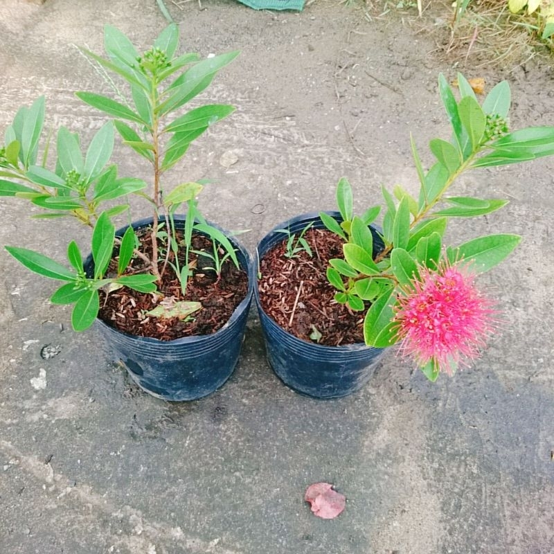 Cây Mai Thái Đỏ