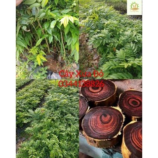 Cây giống sưa đỏ, xưa đỏ